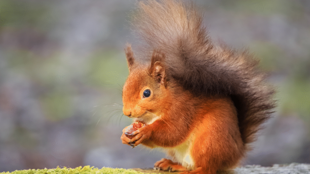 Red Squirrel, Isle of Wight
